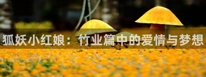 动漫岛网站入口